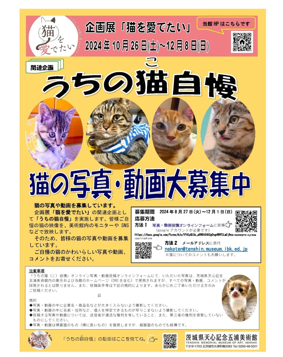うちの猫自慢